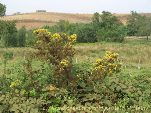 Image of Ulex europaeus (Corena / Espinillo / Yáquil). Click to enlarge parts of image.
